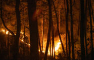 Названа возможная причина лесных пожаров в Турции: Происшествия: Мир: Lenta.ru