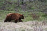 Медведь убил российского туриста в природном парке: Происшествия: Путешествия: Lenta.ru