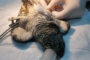 Российские ветеринары прооперировали сломанную лапу кукушки: Люди: Моя страна: Lenta.ru