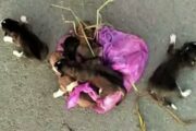 Водители мусоровоза спасли щенков, которых выкинули жители тюменского села