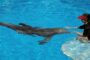 В США умерла самка дельфина, чья судьба легла в основу известного фильма