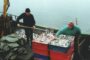 Малый бизнес может уйти из российского рыболовного промысла — АРПП — Капитал