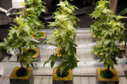 Американские производители марихуаны оказались на грани краха