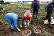 Армянские фермеры обвинили Белоруссию в подделке картофеля