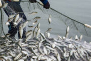 Турция ввела частичный запрет на рыбную ловлю