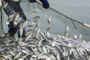 Турция ввела частичный запрет на рыбную ловлю