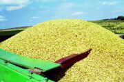 Вскрылись ужасающие цифры об экспорте зерна с Украины