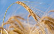 Названы риски перехода на рублевые расчеты при оплате поставок зерна