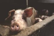 Эксперт заявил о массовом забое свиней в России из-за дефицита корма