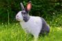 Что даст «закон о кроликах» садоводам: запрещений больше, чем разрешений