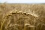 Политолог заподозрил Зеленского в блефе по «зерновой сделке»