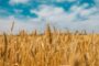 Новые сорта побили рекорд урожайности пшеницы