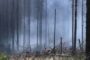 Леса в России стали меньше гореть