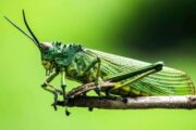Великобритания призвала жителей бедных стран употреблять в пищу насекомых