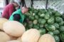 Себестоимость выращивания арбузов в России поразила