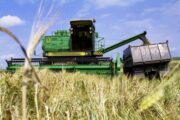 Названы три беды рекордного урожая пшеницы в России