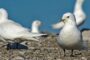 «Роснефть» завершила летние полевые исследования белой чайки в Карском море