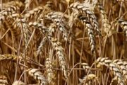 Американская биржа может дать толчок росту цен на российскую пшеницу