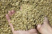 Эксперты оценили последствия выхода России из «зерновой сделки» для Украины