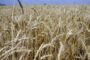 Россию ждет зерновая ловушка: рекордный урожай пшеницы может обернуться боком