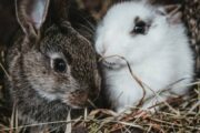 Эксперт раскрыл секреты кролиководства: как сделать бизнес на символе 2023 года