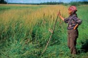 Грантовый проект «Агростартап» поддержал более якутских 130 фермеров — Капитал