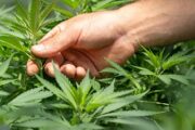 В провинции Канады легализовали тяжелые наркотики