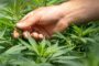 В провинции Канады легализовали тяжелые наркотики