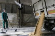 Украина лишается зернового экспорта:  «Себе бы хватило»