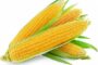 В российской кукурузе нашли рекордное содержание микотоксинов