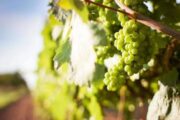 В Крыму и на Кубани в 2023 году заложат виноградники почти на 4 тысячах гектаров