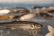 В Петербурге открыли десятки точек по продаже путинной рыбы