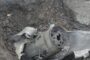 Ракетный удар ВС России уничтожил 20 высших офицеров в Николаеве