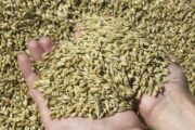 Отравленное зерно с Украины вызвало панику в ЕС