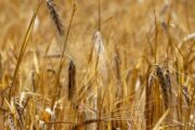 Эксперт оценил зерновую битву: США опять в выигрыше