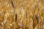 Эксперт оценил зерновую битву: США опять в выигрыше
