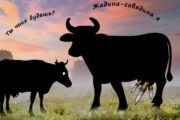 Для малоимущих и школьников в России предложили ввести молочные талоны