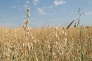 Эксперты оценили выгоду России в возможном продлении зерновой сделки
