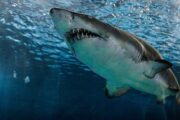 В Египте выяснят причины аномального поведения напавшей на россиянина акулы