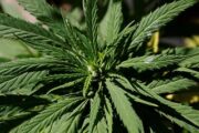 В США захотели легализовать марихуану