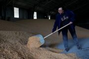 ЕК заявила о сокращении транзита украинского зерна через Польшу