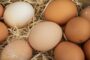 Россиянам рассказали об изменении цен на яйца